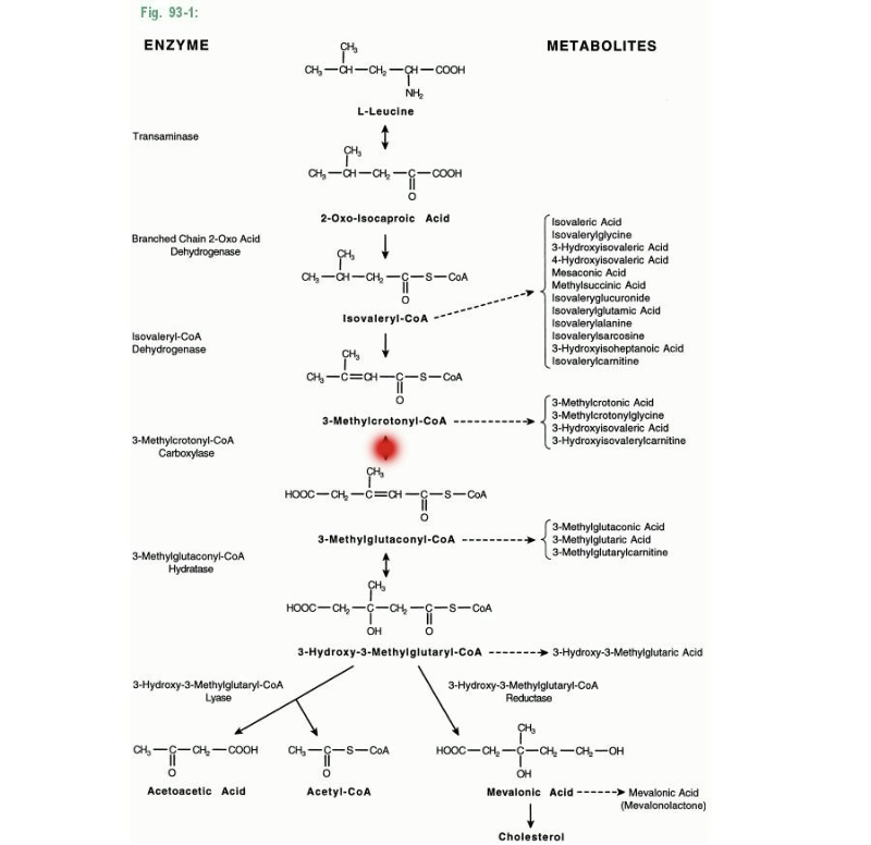 3-Methylcrotonylglycinuria